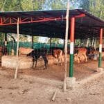 Gaushala Bareilly SGGD