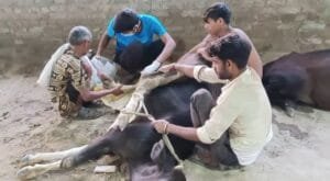 Shri giriraj gausala